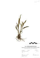 藏品(多形石葦)的圖片